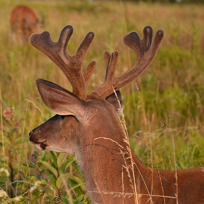 Whitetail Reproduction